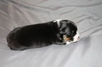 Hero, a male Australian Shepherd for sale in Marshall, IN – 2 of 4