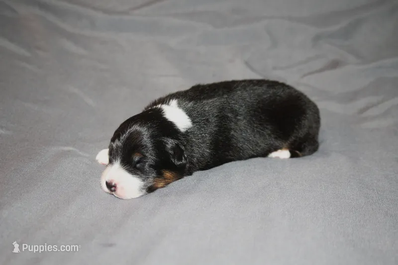 Hero – Australian Shepherd puppy for sale in Marshall, IN