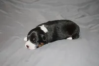 Hero, a male Australian Shepherd for sale in Marshall, IN – 1 of 4