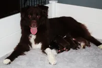 Liberty, a female Australian Shepherd for sale in Marshall, IN – 4 of 4