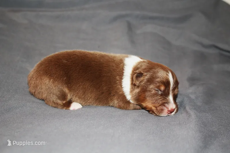 Courage – Australian Shepherd puppy for sale in Marshall, IN