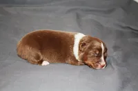 Courage, a male Australian Shepherd for sale in Marshall, IN – 1 of 4