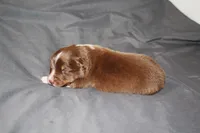 Courage, a male Australian Shepherd for sale in Marshall, IN – 2 of 4