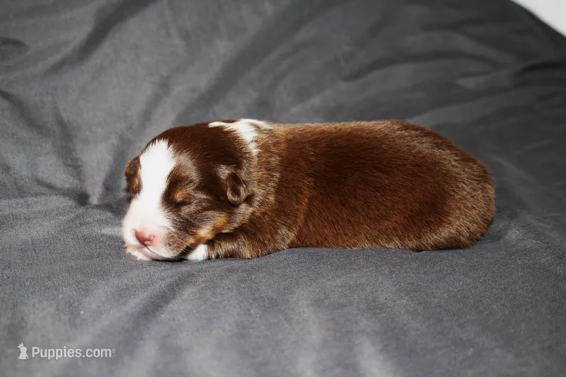 Liberty – Australian Shepherd puppy for sale in Marshall, IN