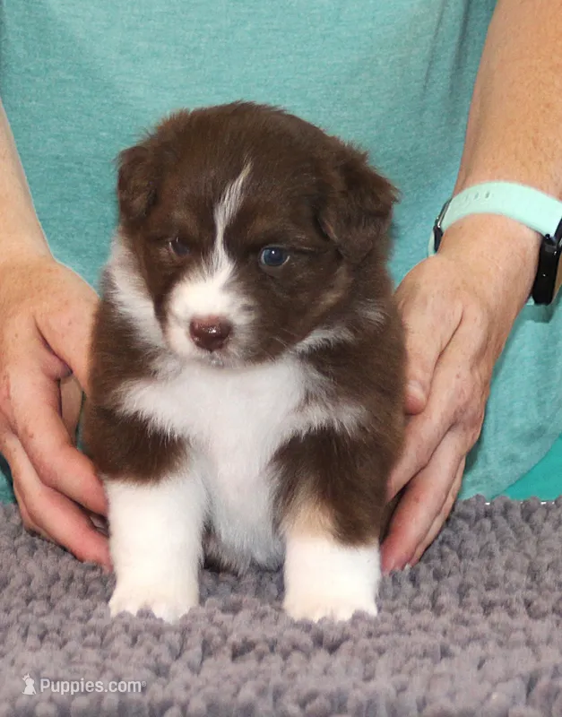Harmony – Australian Shepherd puppy for sale in Marshall, IN