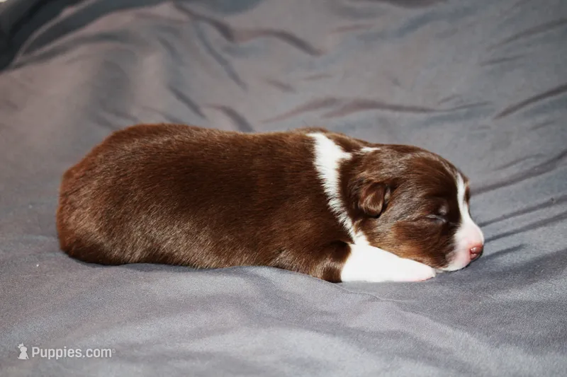 Harmony – Australian Shepherd puppy for sale in Marshall, IN