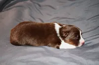 Harmony, a female Australian Shepherd for sale in Marshall, IN – 1 of 4