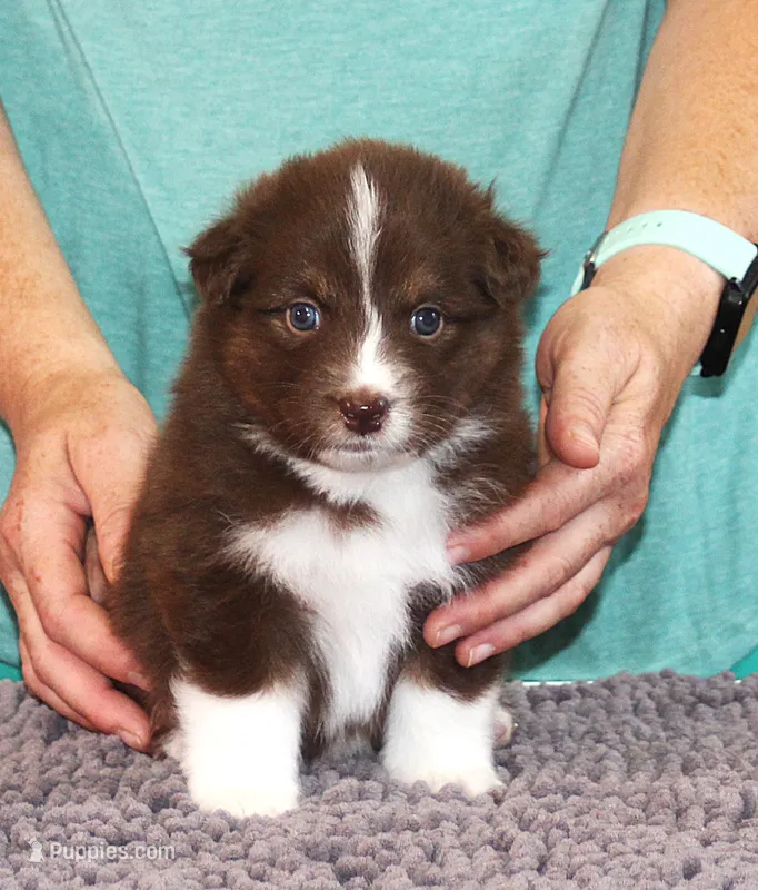Justice – Australian Shepherd puppy for sale in Marshall, IN
