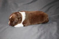 Honor, a female Australian Shepherd for sale in Marshall, IN – 1 of 4
