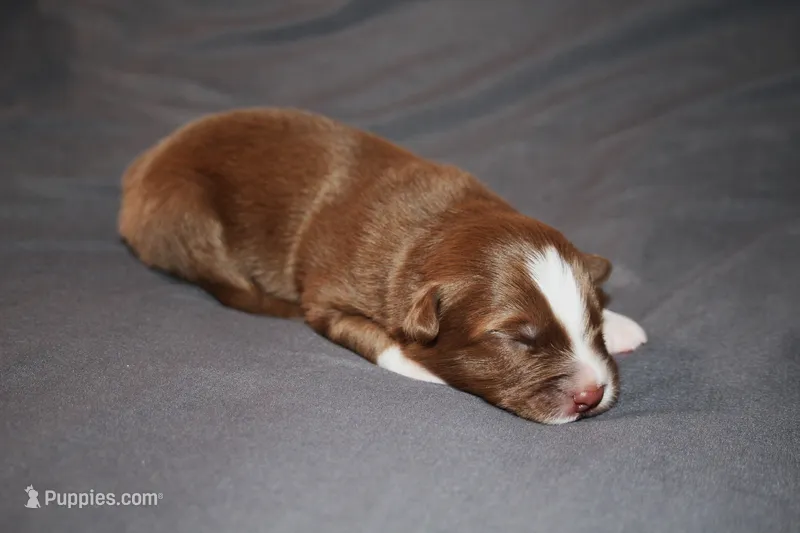 Freedom – Australian Shepherd puppy for sale in Marshall, IN