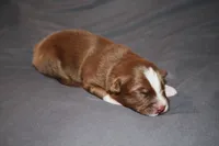 Freedom, a female Australian Shepherd for sale in Marshall, IN – 1 of 4