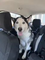 Max, a male Siberian Husky for sale in Colorado Springs, CO – 4 of 5