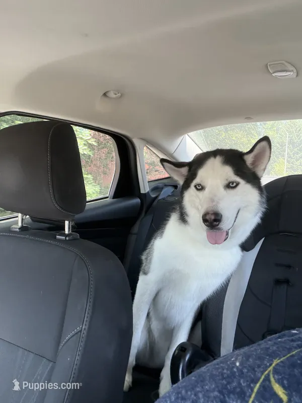 Max – Siberian Husky puppy for sale in Colorado Springs, CO