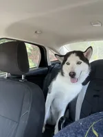 Max, a male Siberian Husky for sale in Colorado Springs, CO – 1 of 5