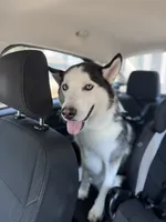 Max, a male Siberian Husky for sale in Colorado Springs, CO – 3 of 5