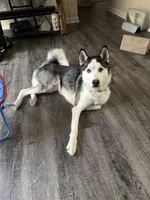 Max, a male Siberian Husky for sale in Colorado Springs, CO – 2 of 5