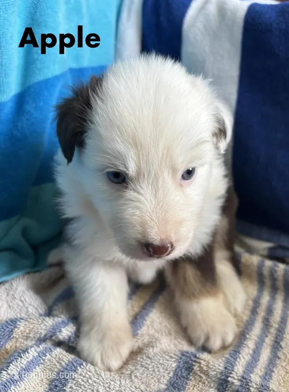Apple – Australian Shepherd puppy for sale in Berea, KY