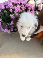 Apple, a female Australian Shepherd for sale in Berea, KY – 3 of 5