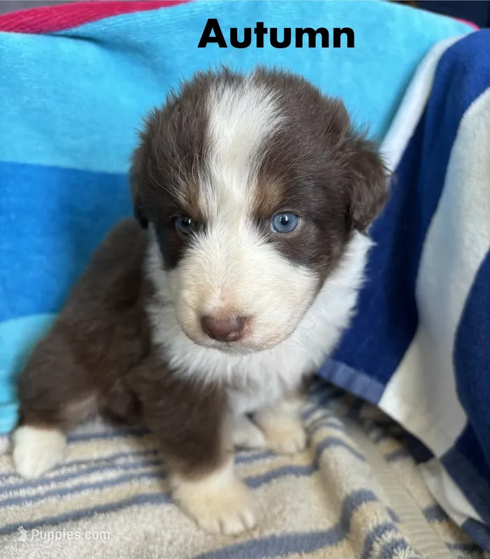 Autumn – Australian Shepherd puppy for sale in Berea, KY
