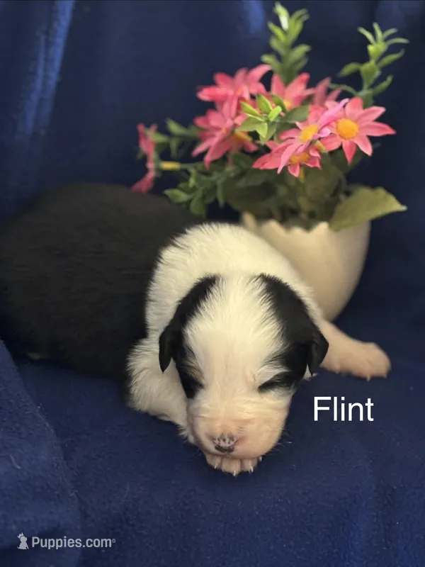 Flint (AKC) – Australian Shepherd puppy for sale in Berea, KY