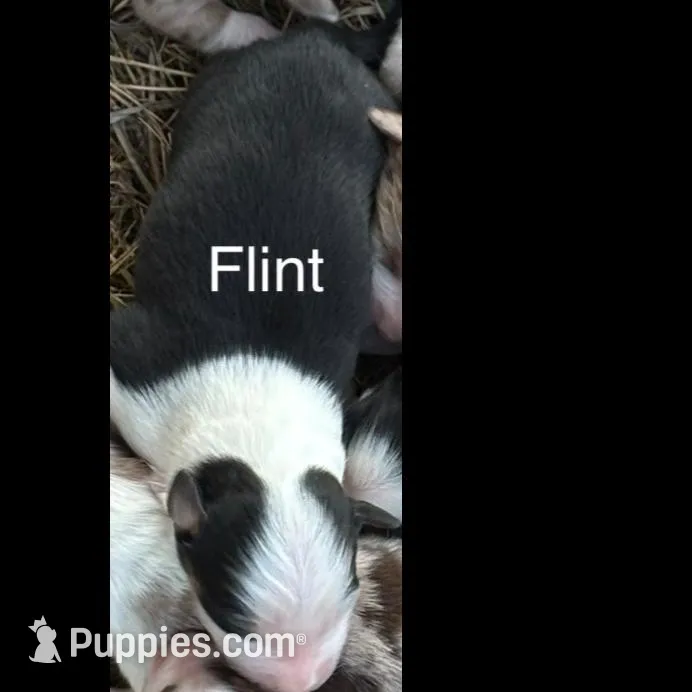 Flint (AKC) – Australian Shepherd puppy for sale in Berea, KY