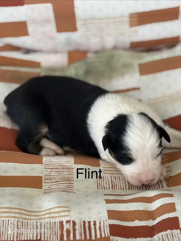 Flint (AKC) – Australian Shepherd puppy for sale in Berea, KY