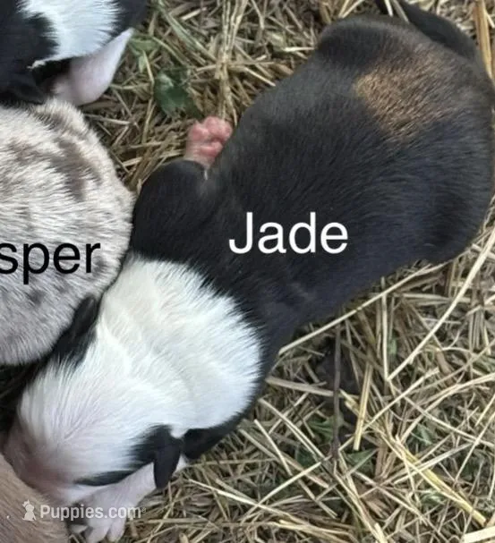 Jade (AKC) – Australian Shepherd puppy for sale in Berea, KY