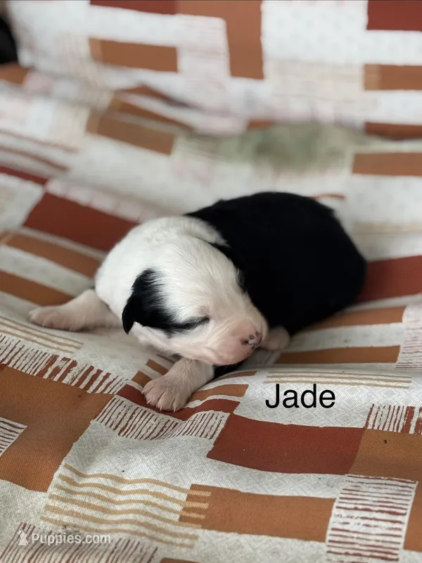 Jade (AKC) – Australian Shepherd puppy for sale in Berea, KY