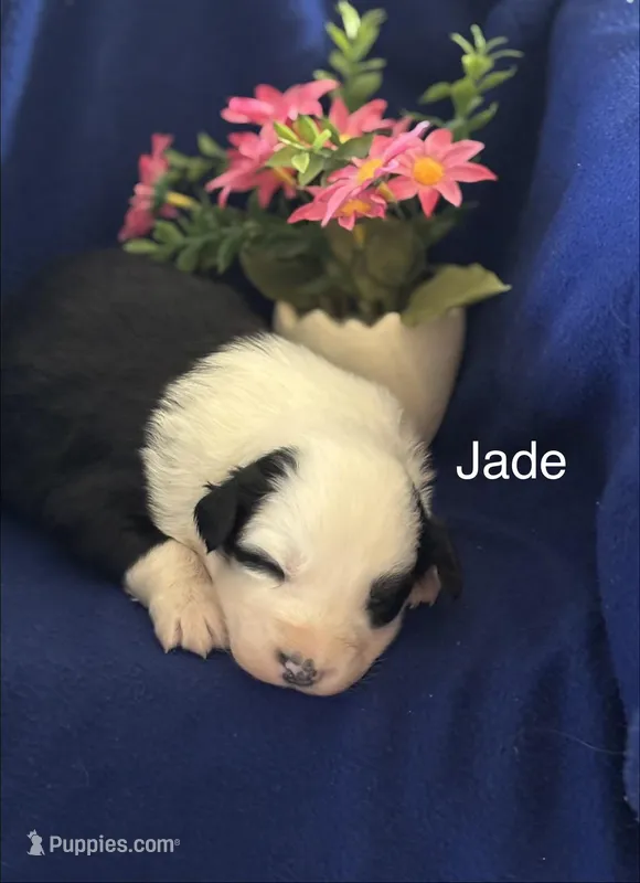 Jade (AKC) – Australian Shepherd puppy for sale in Berea, KY