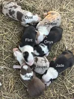 Jade (AKC), a male Australian Shepherd for sale in Berea, KY – Photo 2 of 2