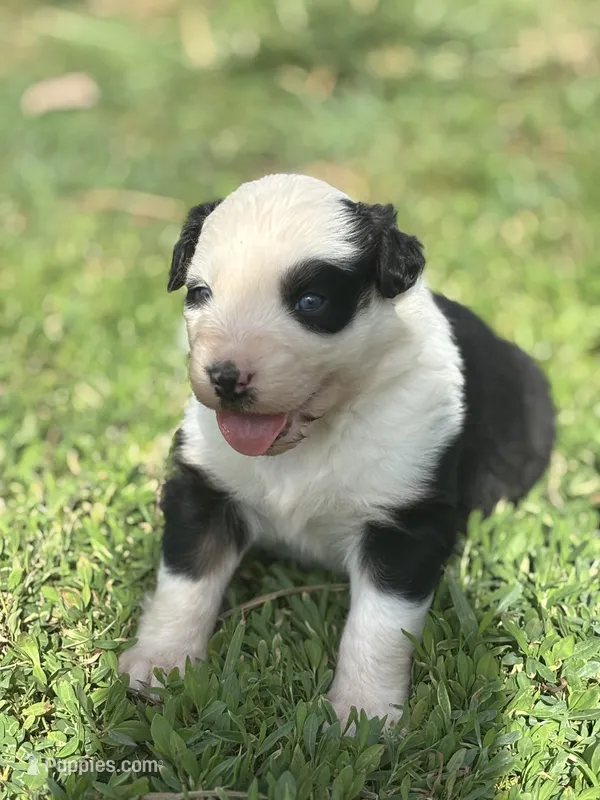 Jade (AKC) – Australian Shepherd puppy for sale in Berea, KY