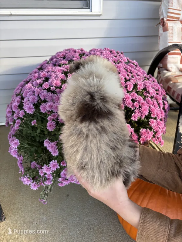 Pumpkin – Australian Shepherd puppy for sale in Berea, KY