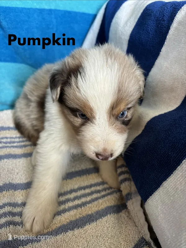 Pumpkin – Australian Shepherd puppy for sale in Berea, KY