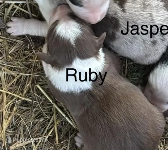 Ruby (AKC) – Australian Shepherd puppy for sale in Berea, KY