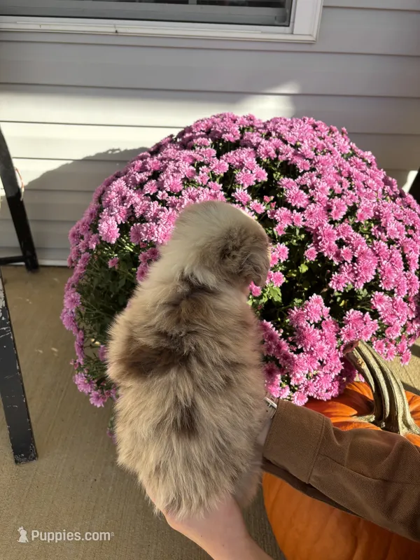 Clove – Australian Shepherd puppy for sale in Berea, KY