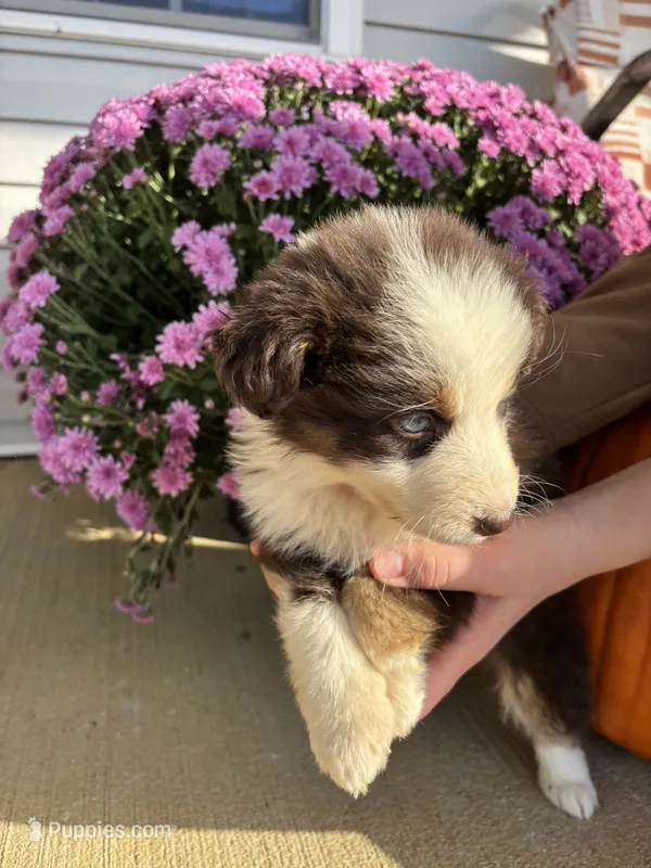 Maple – Australian Shepherd puppy for sale in Berea, KY