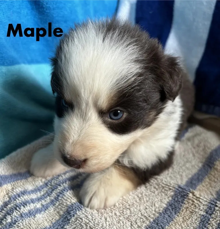 Maple – Australian Shepherd puppy for sale in Berea, KY