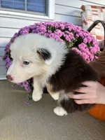 Apple, a female Australian Shepherd for sale in Berea, KY – 4 of 5