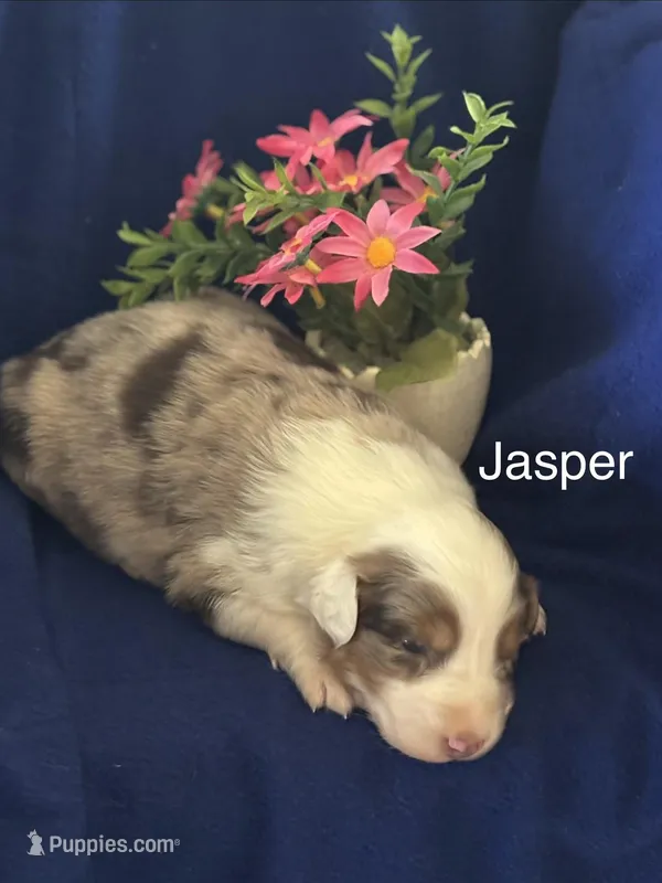 Jasper (AKC) – Australian Shepherd puppy for sale in Berea, KY