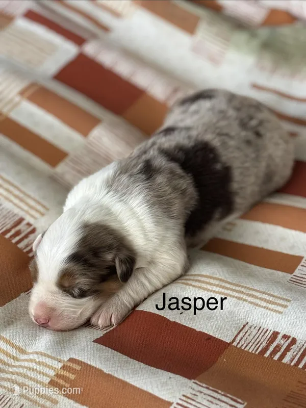 Jasper (AKC) – Australian Shepherd puppy for sale in Berea, KY