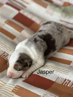 Jasper (AKC), a male Australian Shepherd for sale in Berea, KY – Photo 1 of 3