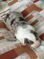 Jasper (AKC), a male Australian Shepherd for sale in Berea, KY – Photo 2 of 3