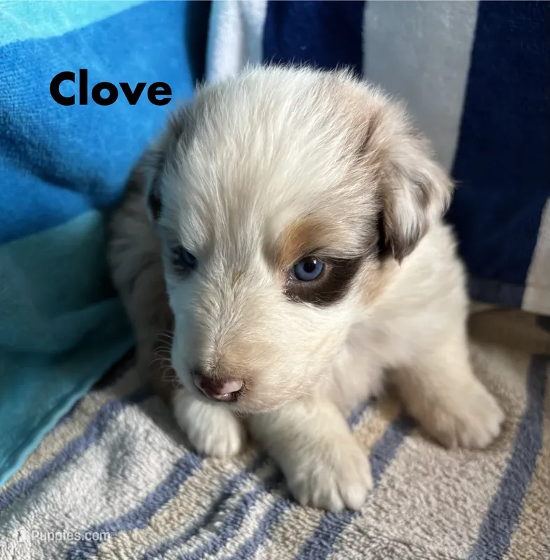 Clove – Australian Shepherd puppy for sale in Berea, KY