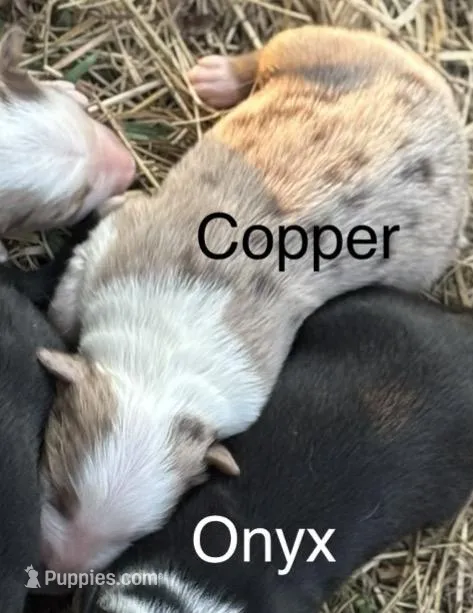 Copper (AKC) – Australian Shepherd puppy for sale in Berea, KY