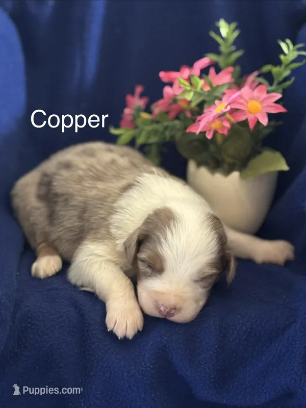 Copper (AKC) – Australian Shepherd puppy on hold in Berea, KY