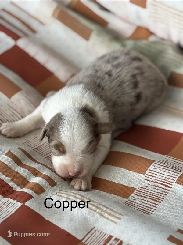 Copper (AKC) – Australian Shepherd puppy for sale in Berea, KY