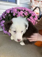 Apple, a female Australian Shepherd for sale in Berea, KY – 5 of 5