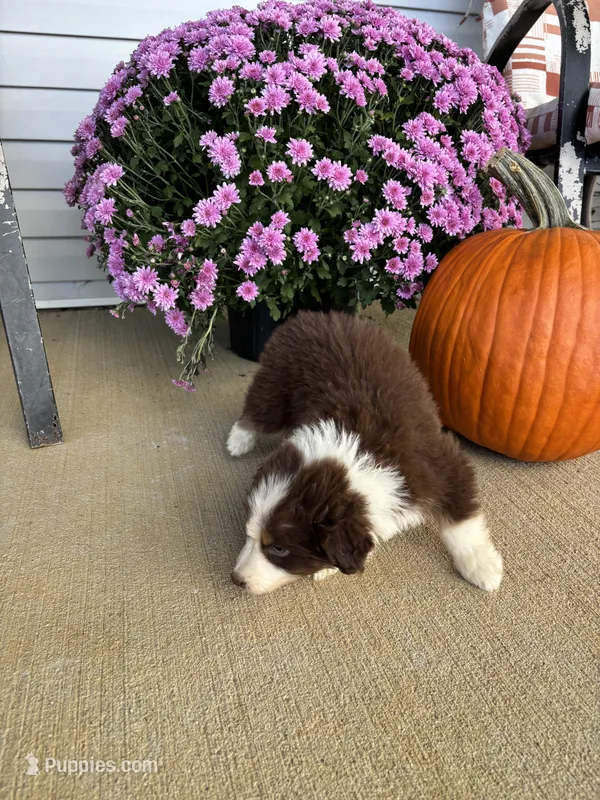 Autumn – Australian Shepherd puppy for sale in Berea, KY
