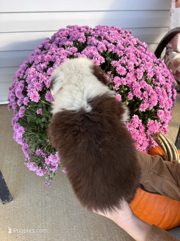 Apple – Australian Shepherd puppy for sale in Berea, KY