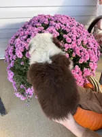 Apple, a female Australian Shepherd for sale in Berea, KY – 1 of 5